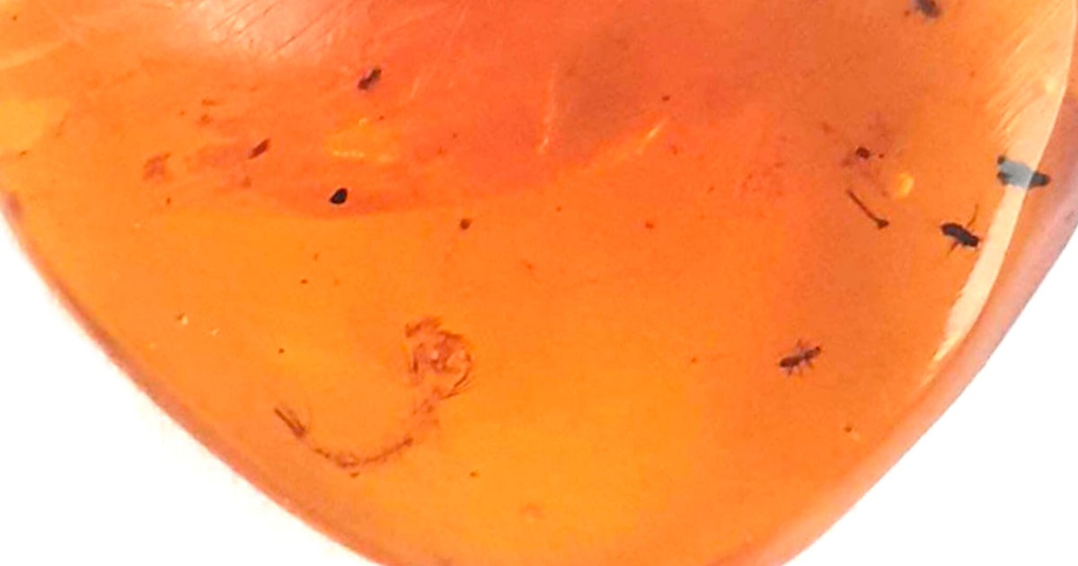 Meripihkasta löytyi 99 miljoonaa vuotta vanha fossiili