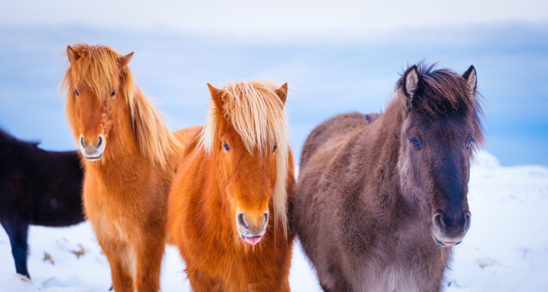"Sääliksi käy pientä hevosta" – Some raivostui eläinten kohtelusta uudessa kotimaisessa tv-sarjassa