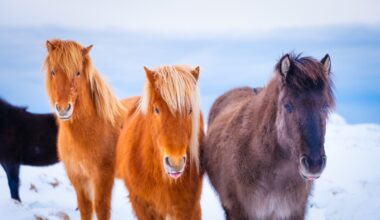 "Sääliksi käy pientä hevosta" – Some raivostui eläinten kohtelusta uudessa kotimaisessa tv-sarjassa