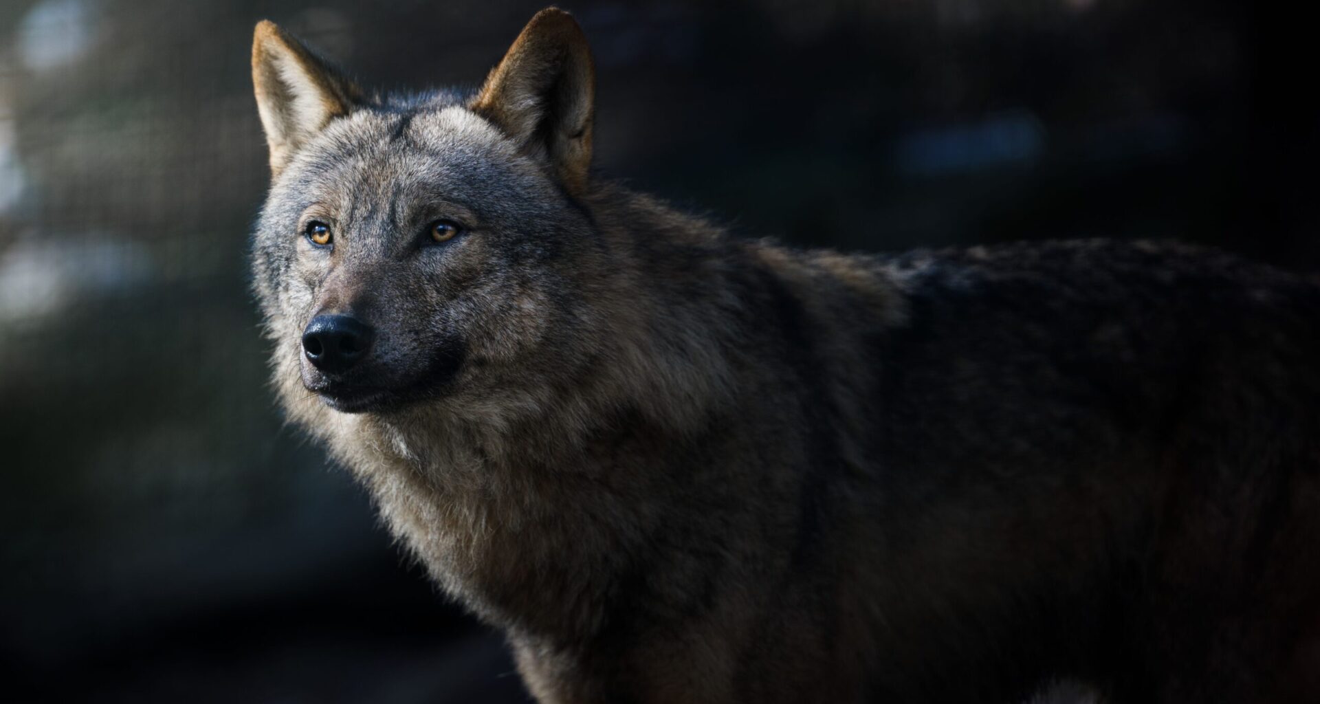 HS: Tutkijat ihmeissään – susi oppi käyttämään työkaluja