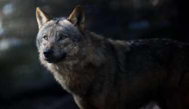 HS: Tutkijat ihmeissään – susi oppi käyttämään työkaluja