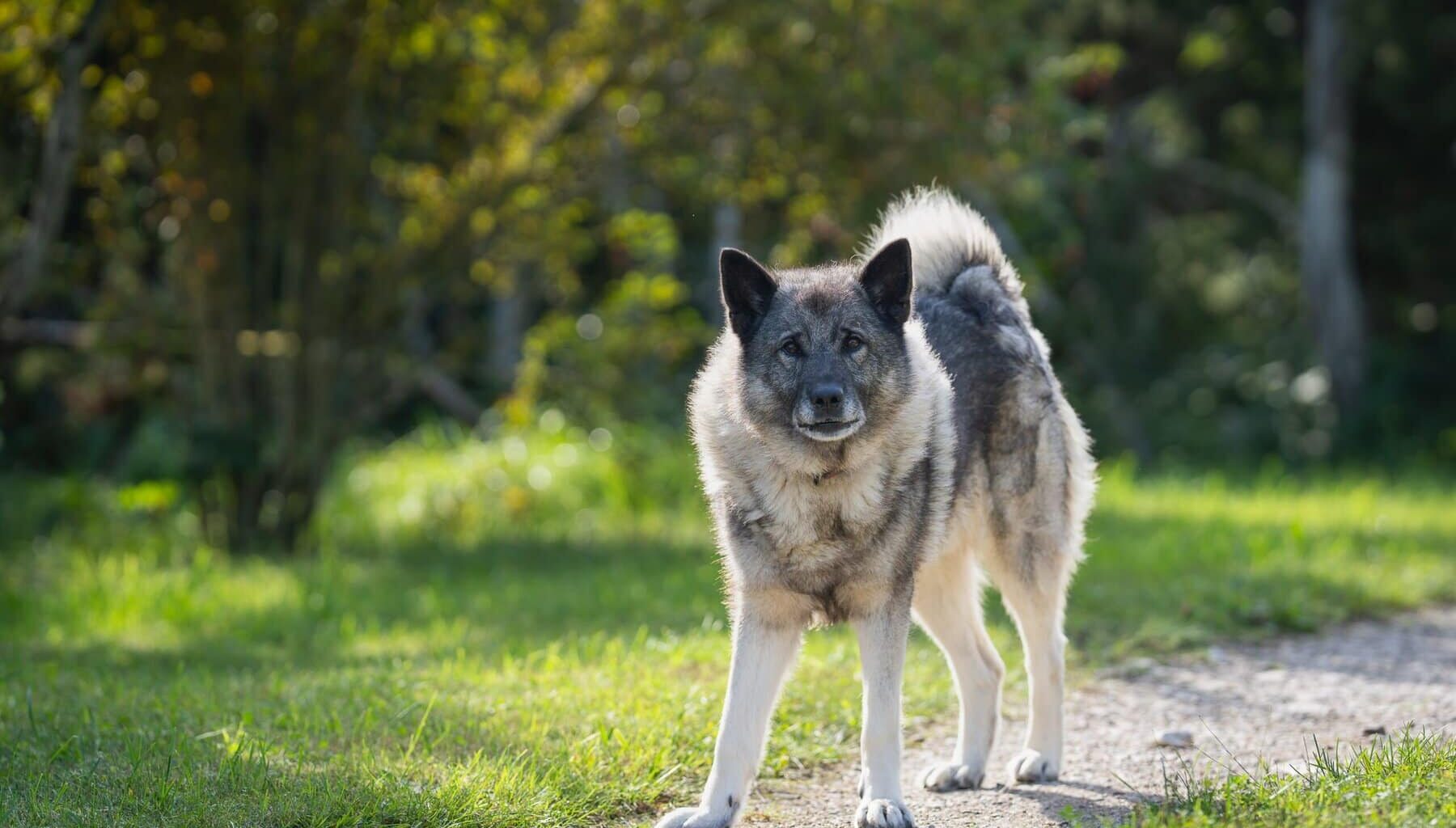 Susi hyökkäsi koiran kimppuun Elimäellä