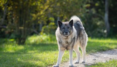 Susi hyökkäsi koiran kimppuun Elimäellä