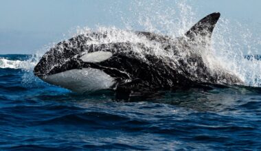 Miekkavalaat tappavat valkohaita Meksikon rannikolla