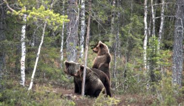 Katselukoppien ympärillä kuuluu murinaa – kaikki karhut eivät enää pelkää ruokkijaa, eivätkä kaikki kainuulaiset niele purematta haaskaruokintaa