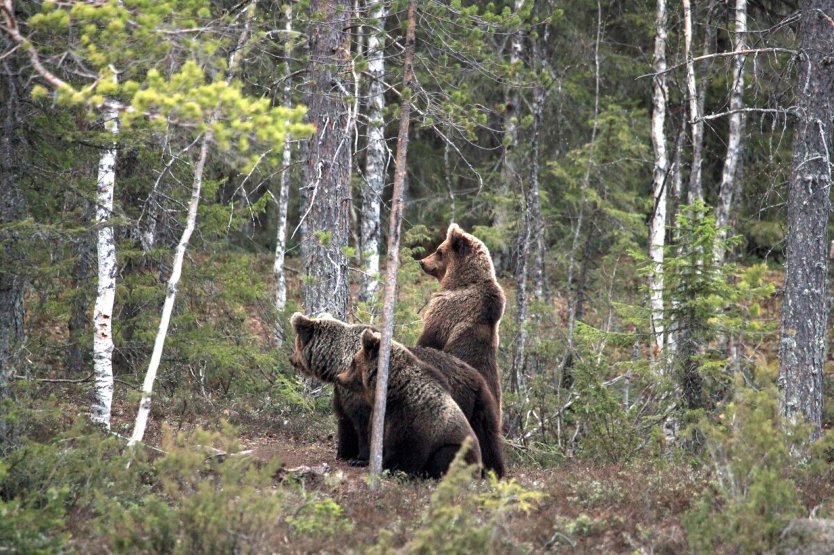 Katselukoppien ympärillä kuuluu murinaa – kaikki karhut eivät enää pelkää ruokkijaa, eivätkä kaikki kainuulaiset niele purematta haaskaruokintaa