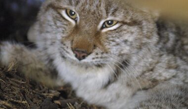 Nälkiintynyt ilves söi kukot – Katso video tarhalta