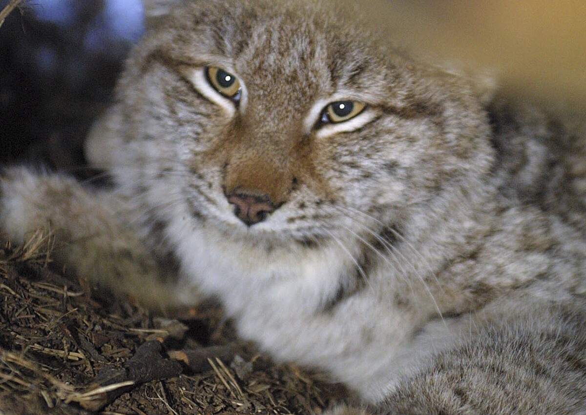 Nälkiintynyt ilves söi kukot – Katso video tarhalta