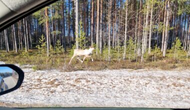 Metsäpeuroilla ei ole kiire talvilaitumille – näillä alueilla kannattaa kuitenkin hidastaa vauhtia Kuhmossa