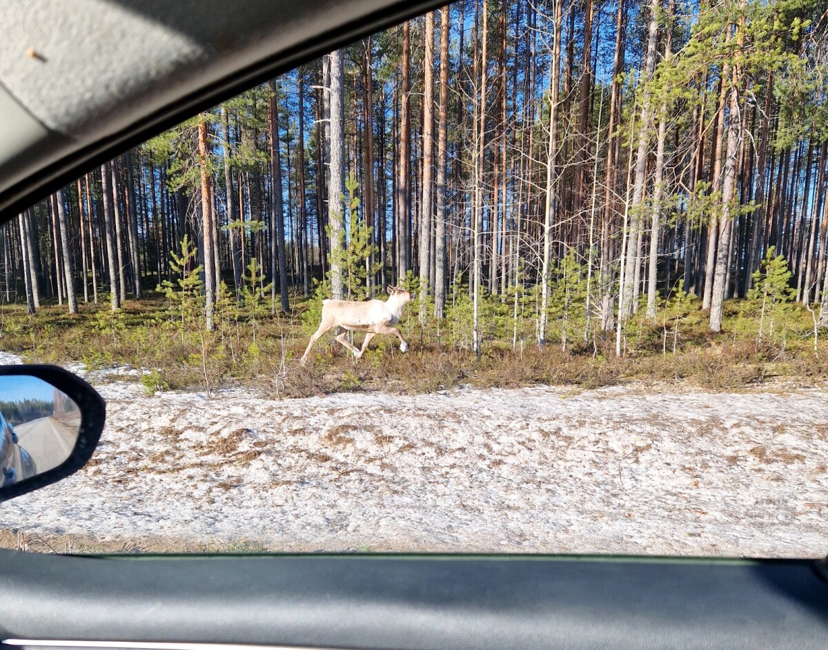 Metsäpeuroilla ei ole kiire talvilaitumille – näillä alueilla kannattaa kuitenkin hidastaa vauhtia Kuhmossa