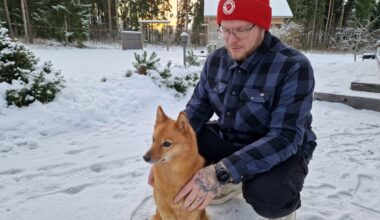 Riistakeskus haluaa poistaa Nivalan sisäsiittoisen susilauman – ”Eiköhän meiltä porukka löydy”