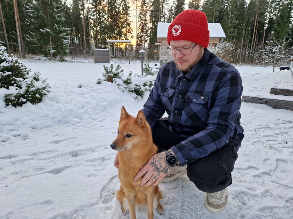 Riistakeskus haluaa poistaa Nivalan sisäsiittoisen susilauman – ”Eiköhän meiltä porukka löydy”