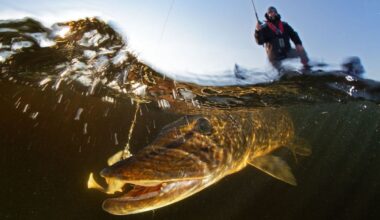 Vuoden Luontokuvaksi nousi vaikuttava ja ainutlaatuinen lähikuva ilveksen etutassuista