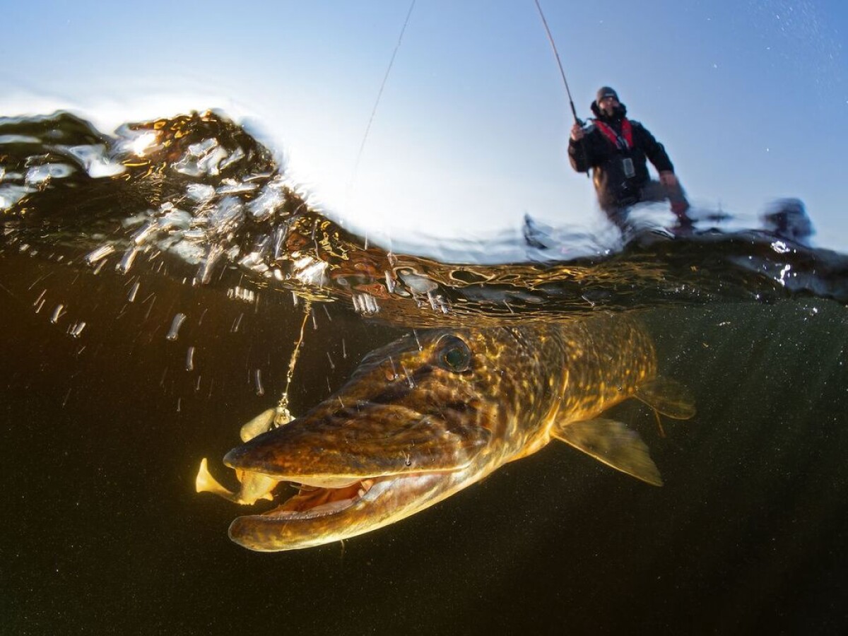 Vuoden Luontokuvaksi nousi vaikuttava ja ainutlaatuinen lähikuva ilveksen etutassuista