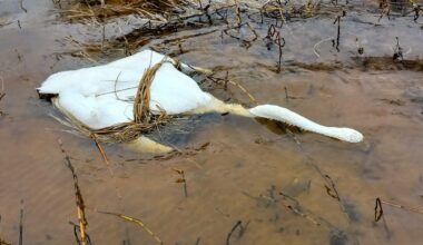 Pariskunta lähti kokemaan verkkoja, vastassa oli surullinen näky: "Seuraavana päivänä havaitsimme lisää kuolleita lintuja"