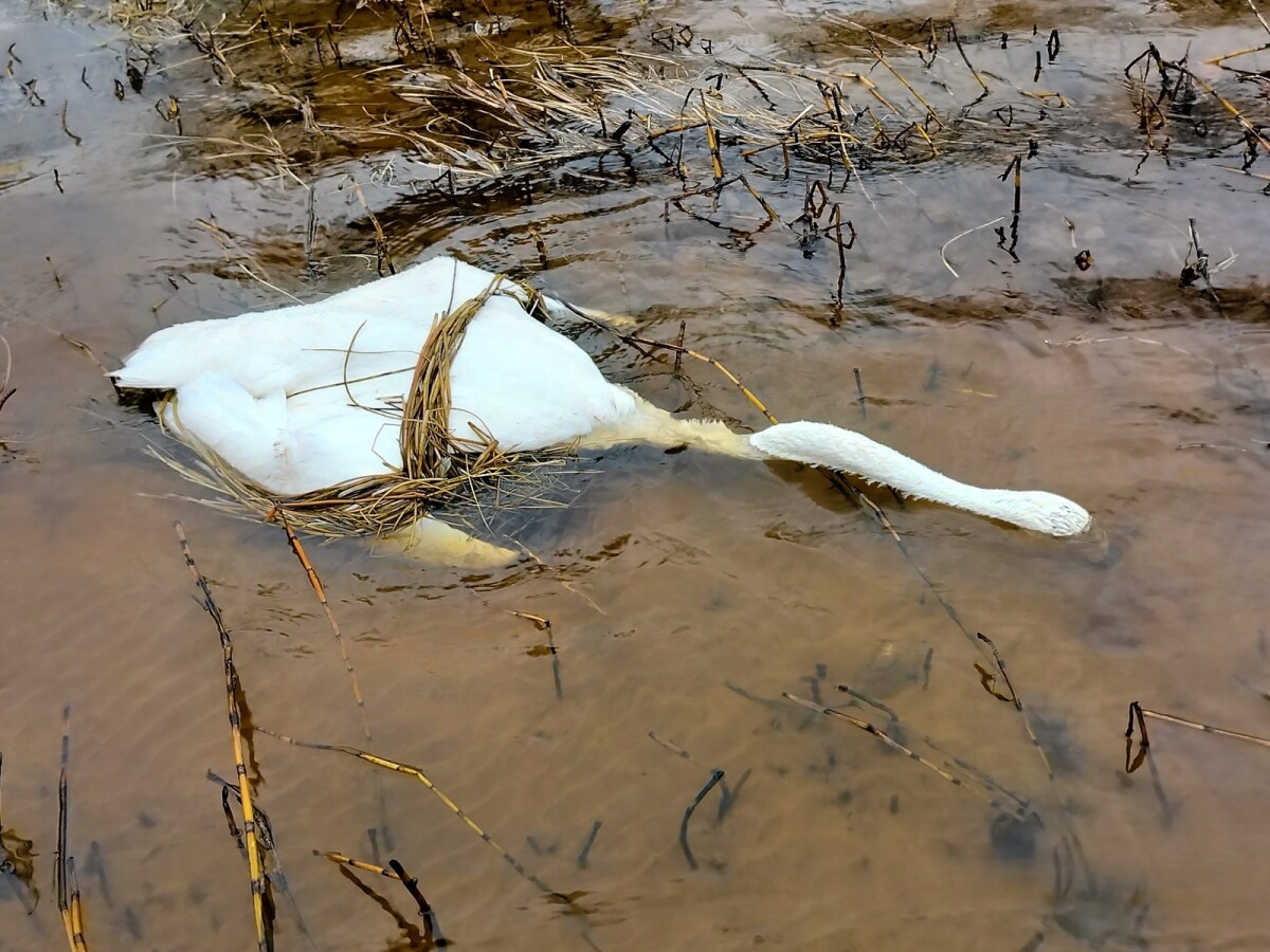 Pariskunta lähti kokemaan verkkoja, vastassa oli surullinen näky: "Seuraavana päivänä havaitsimme lisää kuolleita lintuja"