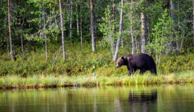 Suurpetohavaintojen ilmoitusmäärässä rajua kasvua – ei suoraan kerro suurpetokantojen kasvusta