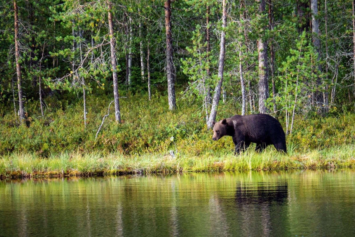 Suurpetohavaintojen ilmoitusmäärässä rajua kasvua – ei suoraan kerro suurpetokantojen kasvusta