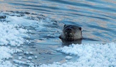 Luonnonilmiö: Saukko kävi viime viikolla pihassa Vuokatissa