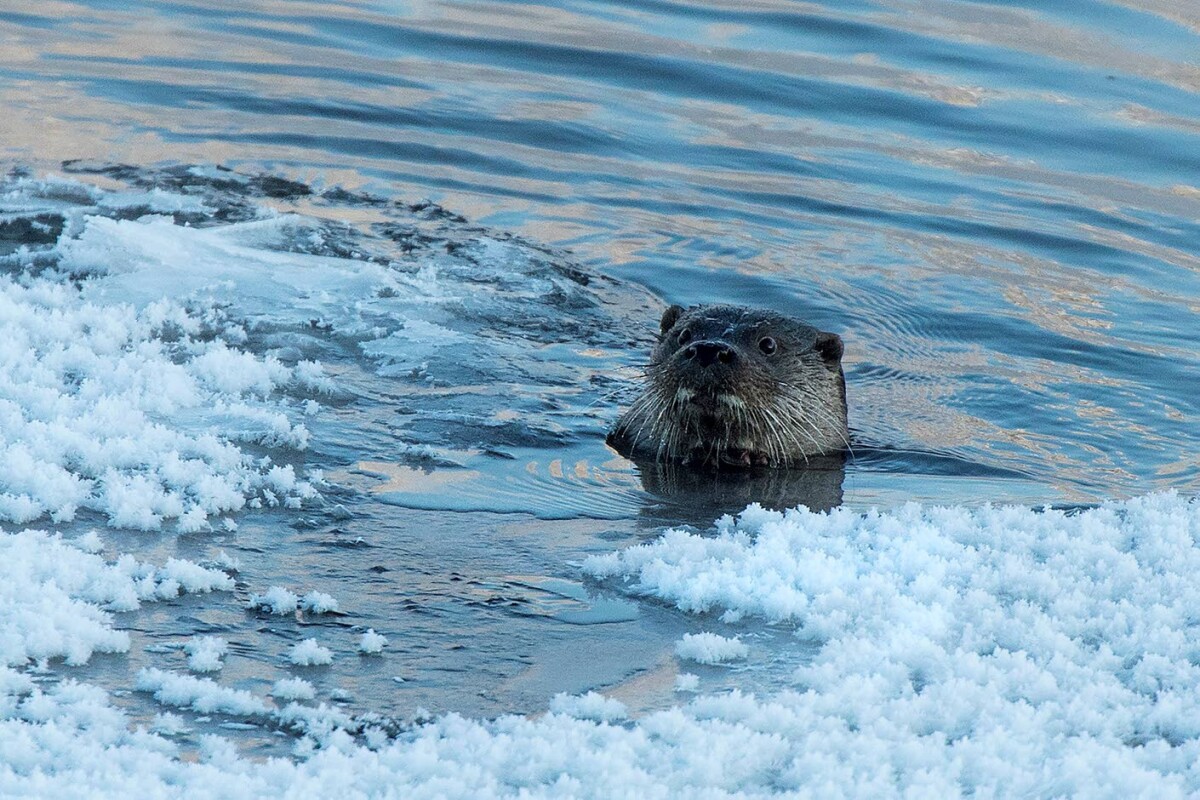 Luonnonilmiö: Saukko kävi viime viikolla pihassa Vuokatissa