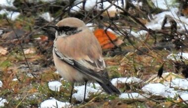 Aavikkotasku Kuhmon havumetsässä olikin todella ainutlaatuinen vieras Kainuussa: ensimmäinen havainto ikinä