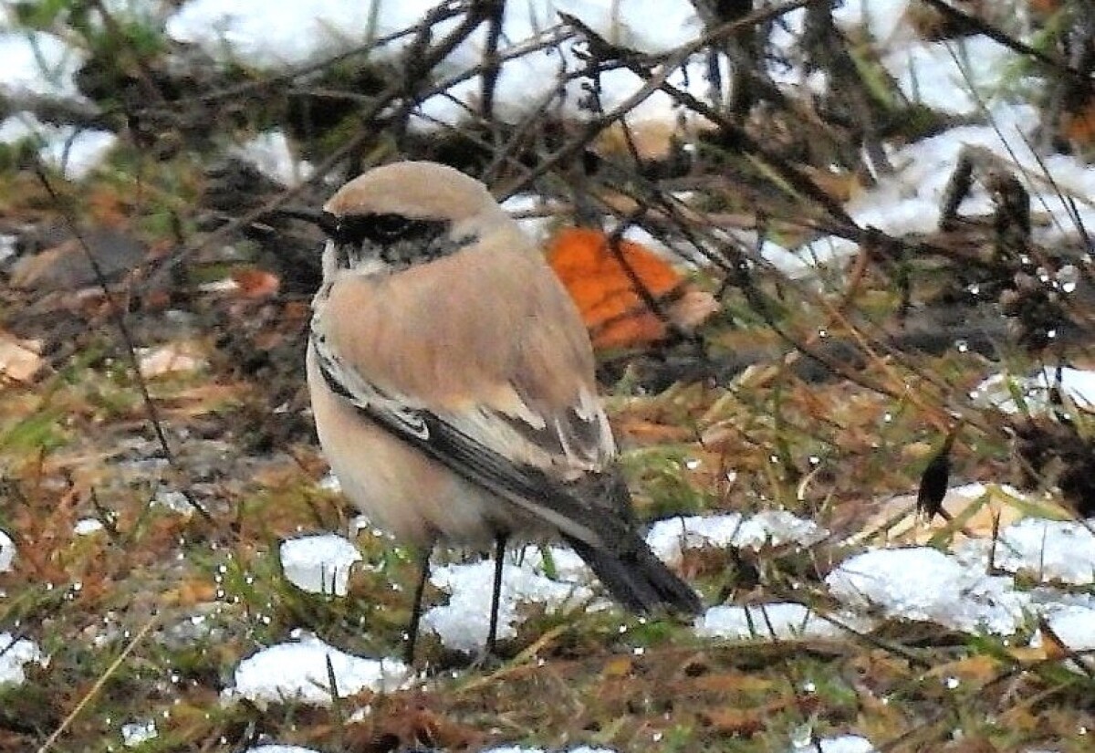 Aavikkotasku Kuhmon havumetsässä olikin todella ainutlaatuinen vieras Kainuussa: ensimmäinen havainto ikinä