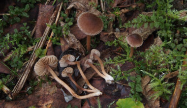 Suomen sienilajit tunnetaan huonosti – Nyt löytyi kaksi uutta