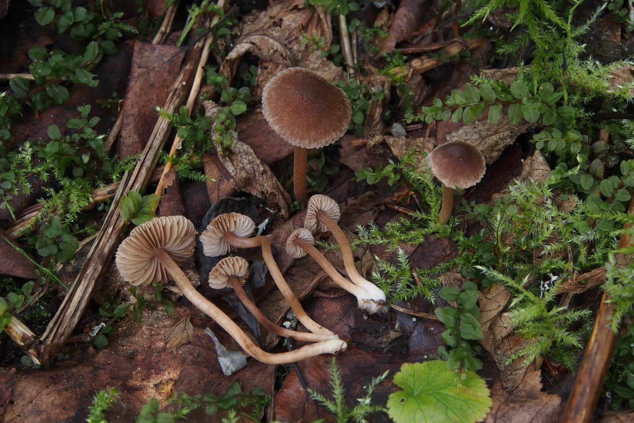 Suomen sienilajit tunnetaan huonosti – Nyt löytyi kaksi uutta