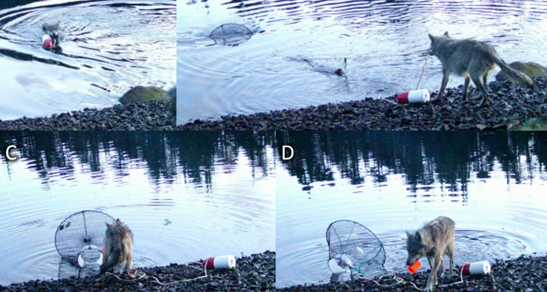 susi varastaa rapumerrasta syötit kuin vanha tekijä – video