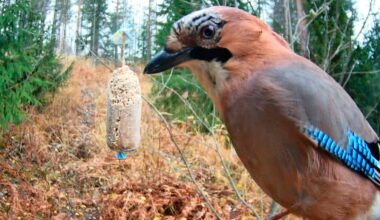 WWF:n suosittu talvilintukamera aukeaa kahden uuden kameran voimin – Suorat lähetykset Hämeestä ja Savonlinnasta tarjoavat lähikuvia ja vanhan metsän lintuja