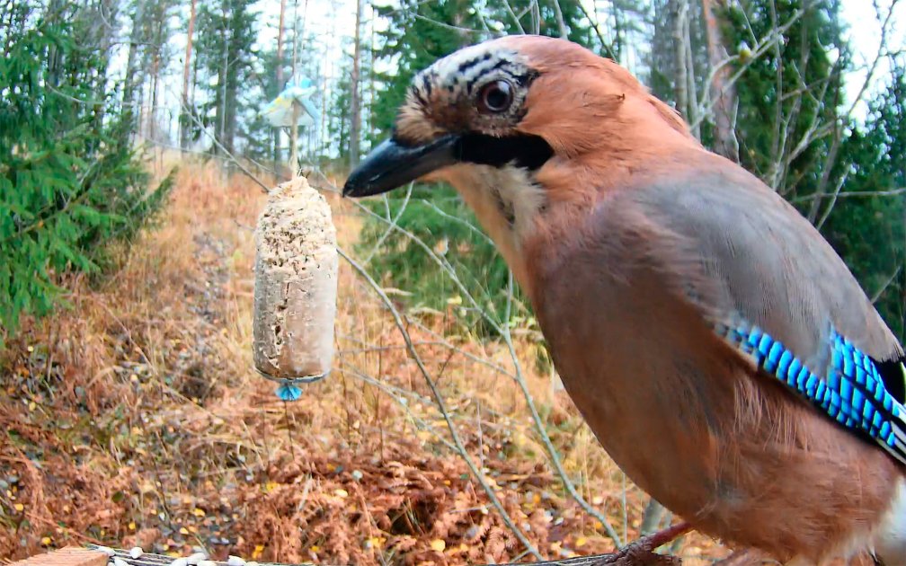WWF:n suosittu talvilintukamera aukeaa kahden uuden kameran voimin – Suorat lähetykset Hämeestä ja Savonlinnasta tarjoavat lähikuvia ja vanhan metsän lintuja