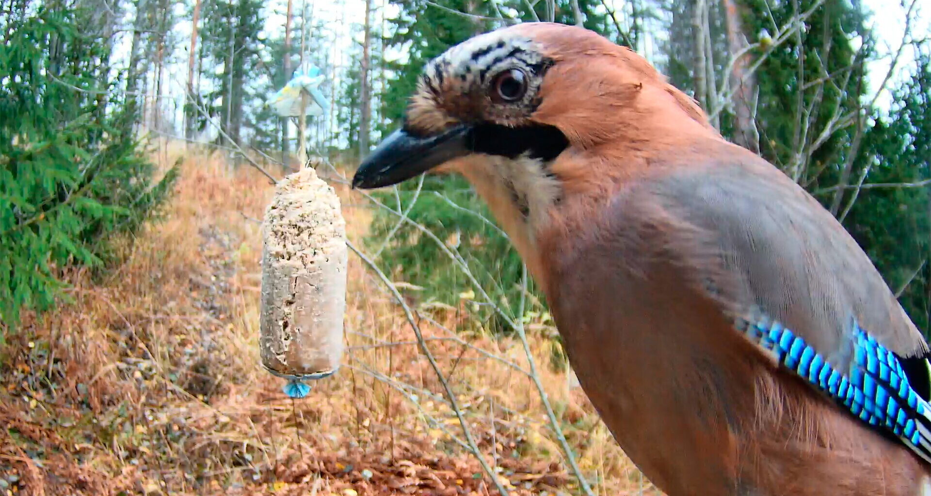 WWF:n suosittu talvilintukamera aukeaa kahden uuden kameran voimin – Suorat lähetykset Hämeestä ja Savonlinnasta tarjoavat lähikuvia ja vanhan metsän lintuja