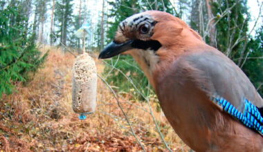 WWF:n suosittu talvilintukamera aukeaa kahden uuden kameran voimin – Suorat lähetykset Hämeestä ja Savonlinnasta tarjoavat lähikuvia ja vanhan metsän lintuja