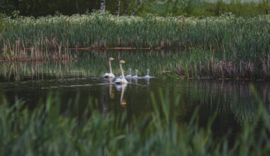 Kosteikkojen luonto on poikkeuksellisen rikasta – WWF Suomi
