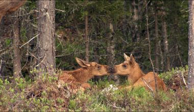 Pohjolan lumoava luonto -dokumentti esittelee pohjoisen eläimiä