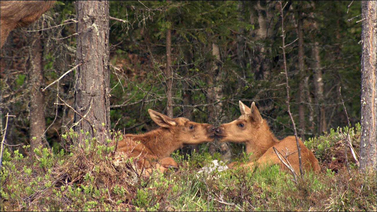 Pohjolan lumoava luonto -dokumentti esittelee pohjoisen eläimiä
