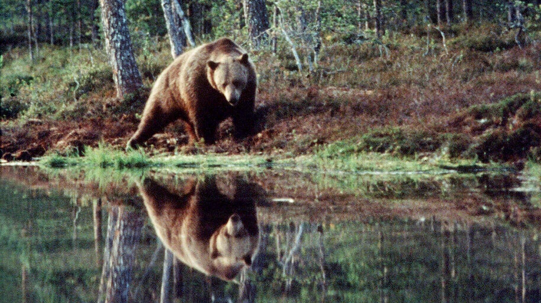 Karhun valtakunta -dokumentti rakentaa huikean kuvan Suomen luonnosta