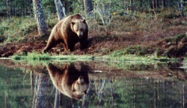 Karhun valtakunta -dokumentti rakentaa huikean kuvan Suomen luonnosta