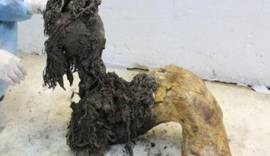 Tutkijat löysivät tärkeän ”viestinviejän” muinaisesta eläimestä