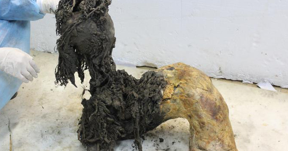 Tutkijat löysivät tärkeän ”viestinviejän” muinaisesta eläimestä