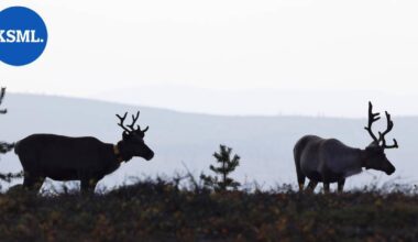 CNN: Putinin sodalla yllättävä uhri – Lapin porot | Uutissuomalainen