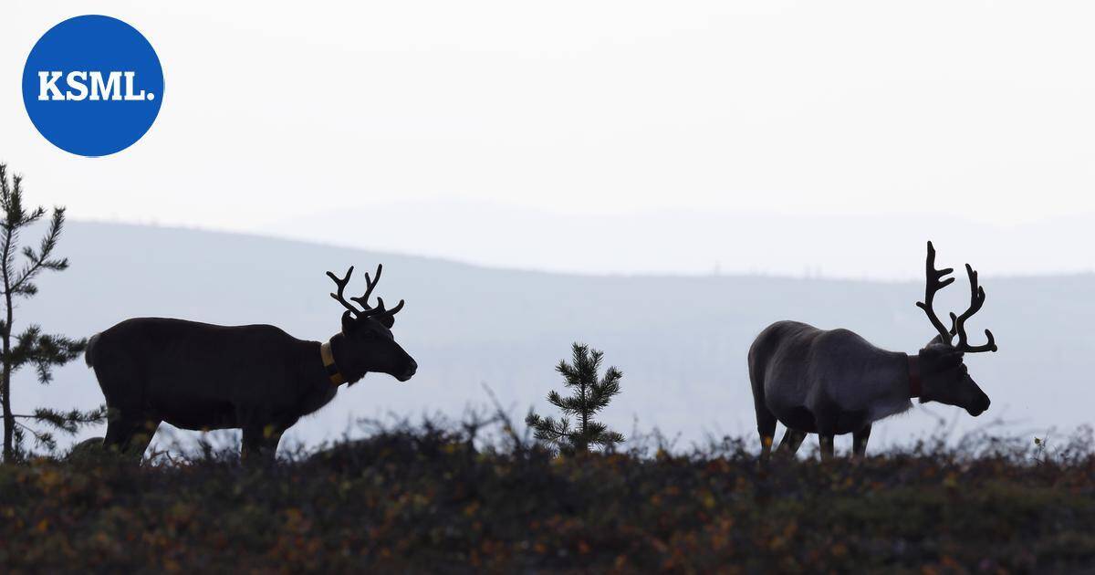 CNN: Putinin sodalla yllättävä uhri – Lapin porot | Uutissuomalainen