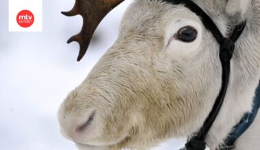 Sovellus näyttää liveen valittujen Kaija, Paula ja Seppo -porojen reitit ja niiden kulkemat matkat. Kuvituskuvan eläin ei liity uutiseen.