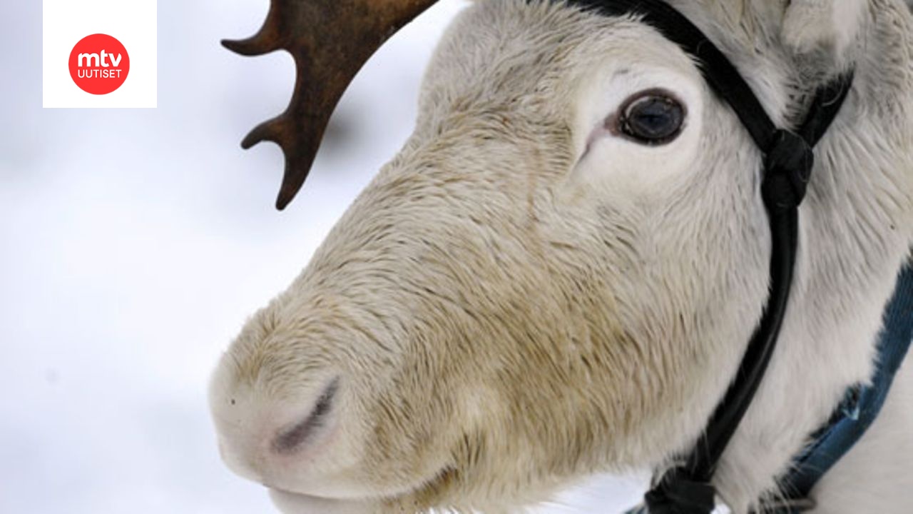 Sovellus näyttää liveen valittujen Kaija, Paula ja Seppo -porojen reitit ja niiden kulkemat matkat. Kuvituskuvan eläin ei liity uutiseen.