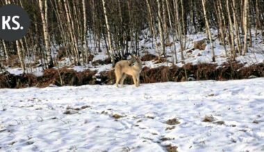 Lukijalta | Susien poistaminen ei uhkaa luontoa | Pääkirjoitus & mielipide