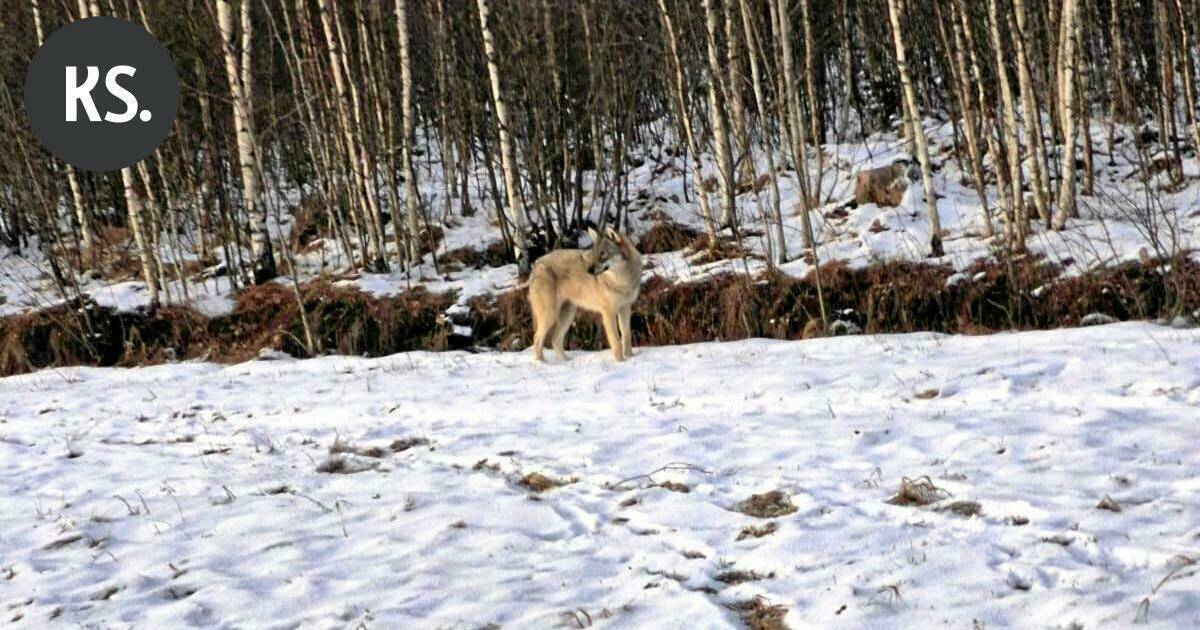 Lukijalta | Susien poistaminen ei uhkaa luontoa | Pääkirjoitus & mielipide