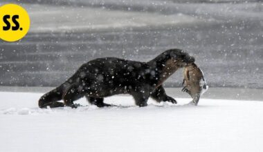 Saukko nousi yllättäen osaksi susikeskustelua – tämän vuoksi leikkisää nisäkästä metsästettiin aiemmin | Savo