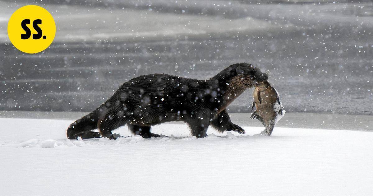 Saukko nousi yllättäen osaksi susikeskustelua – tämän vuoksi leikkisää nisäkästä metsästettiin aiemmin | Savo