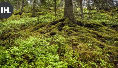 Mielipide | Toivoisin tarkkuutta ympäristö- ja metsätermistön käytössä | Pääkirjoitus & mielipide