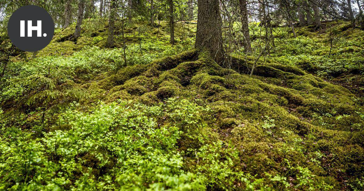 Mielipide | Toivoisin tarkkuutta ympäristö- ja metsätermistön käytössä | Pääkirjoitus & mielipide